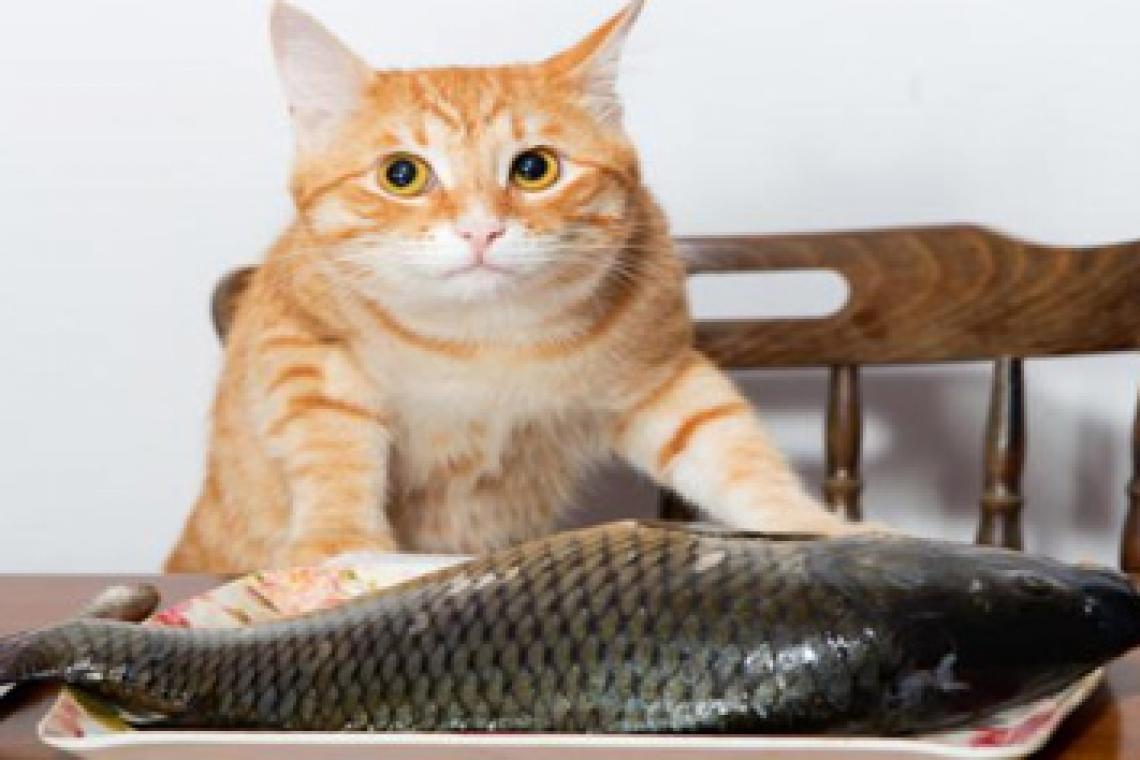 Estudio revela por qué a los gatos les gusta tanto el atún