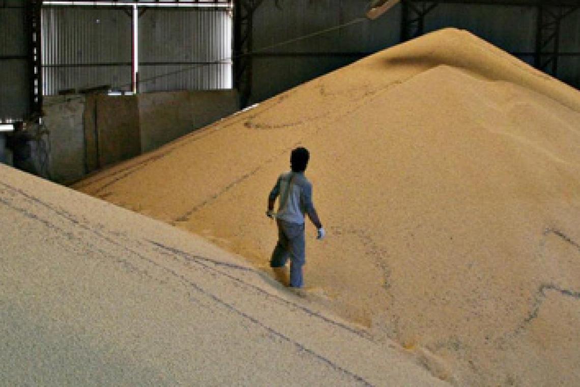 Por impacto de la sequía en producción de soja, la molienda atraviesa etapa más crítica en 15 años