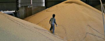 Por impacto de la sequía en producción de soja, la molienda atraviesa etapa más crítica en 15 años