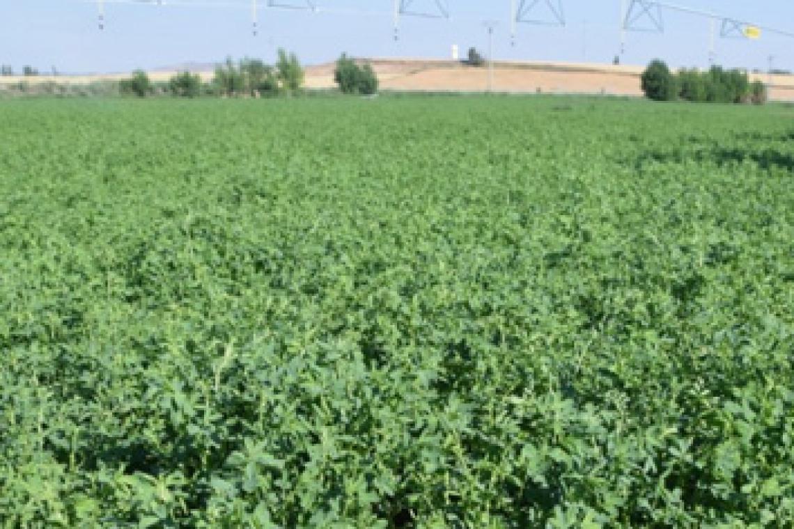 Estudian en Santa Fe un fertilizante biológico que mejora la productividad de la alfalfa