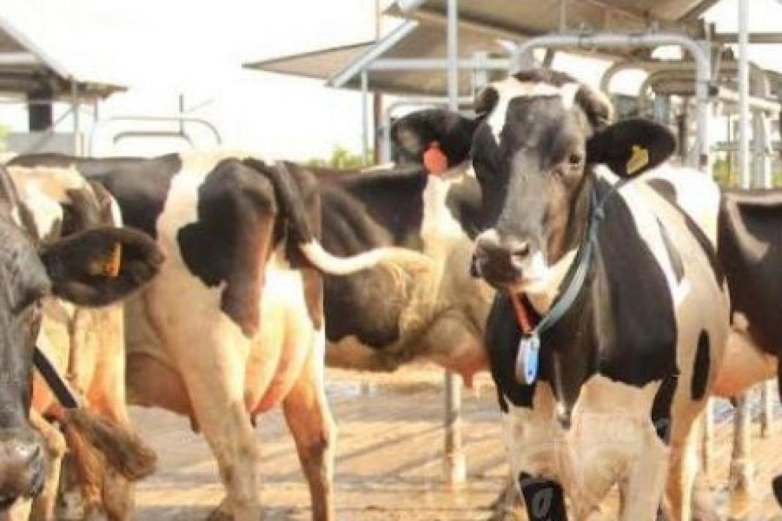 Massa anuncia medidas para el sector lechero