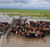 La provincia trabaja para fortalecer la prevención y el monitoreo de la producción ganadera ante la creciente del Río Paraná