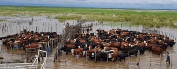 La provincia trabaja para fortalecer la prevención y el monitoreo de la producción ganadera ante la creciente del Río Paraná