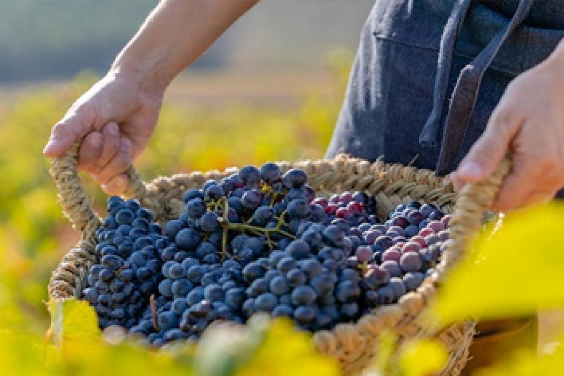 Menor producción de vinos en Argentina y en el resto del mundo por efectos del cambio climático