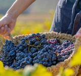Menor producción de vinos en Argentina y en el resto del mundo por efectos del cambio climático