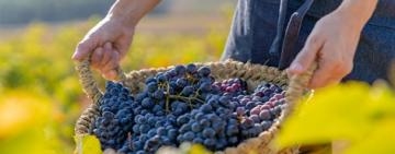 Menor producción de vinos en Argentina y en el resto del mundo por efectos del cambio climático