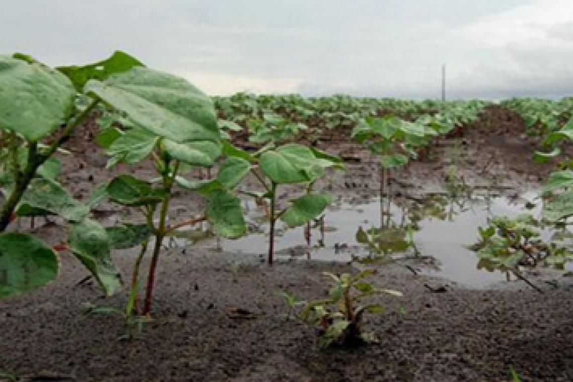 Las lluvias de noviembre sientan las bases de una campaña de soja que puede ser "superadora"