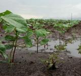 Las lluvias de noviembre sientan las bases de una campaña de soja que puede ser "superadora"