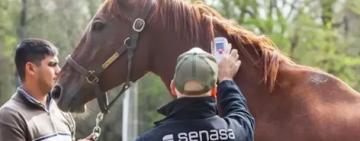 Se confirmó un caso humano de encefalitis equina del oeste