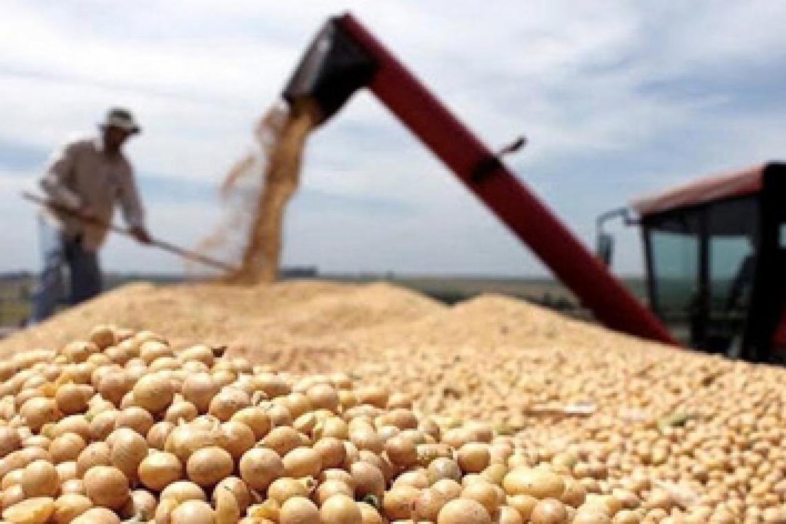Las lluvias salvaron a la soja de primera pero no evitaron los efectos de la ola de calor