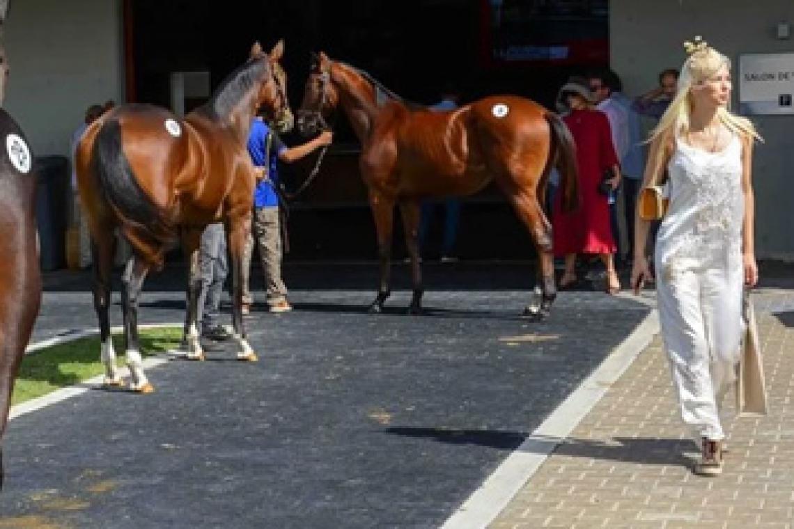Unos 6 mil caballos pura sangre nacen al año y 120 se exportan a Estados Unidos, Japón y Sudáfrica