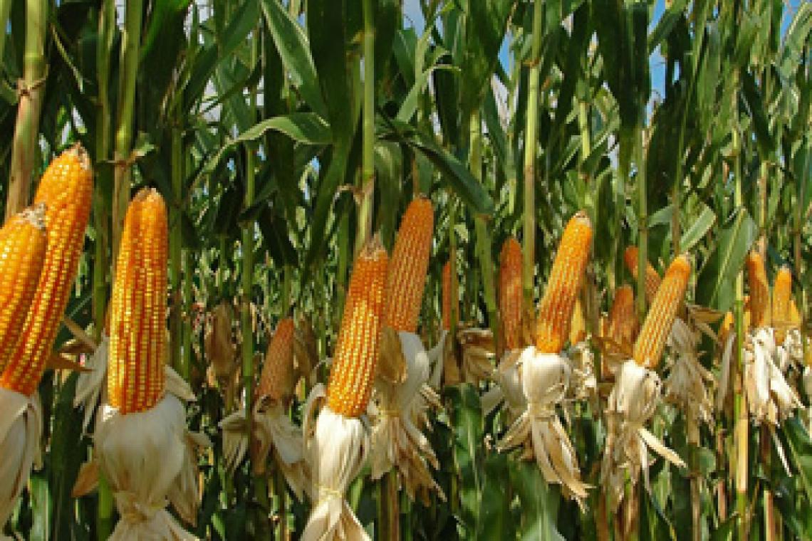 Boom del maíz en el campo: la agroindustria promete producir 80 millones de toneladas pero exige un cambio real en la macro