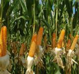 Boom del maíz en el campo: la agroindustria promete producir 80 millones de toneladas pero exige un cambio real en la macro