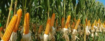 Boom del maíz en el campo: la agroindustria promete producir 80 millones de toneladas pero exige un cambio real en la macro
