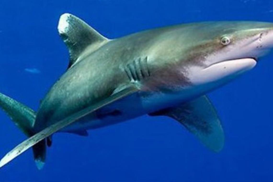 Impactante hallazgo: 13 tiburones en la costa de Río de Janeiro dan positivo para cocaína