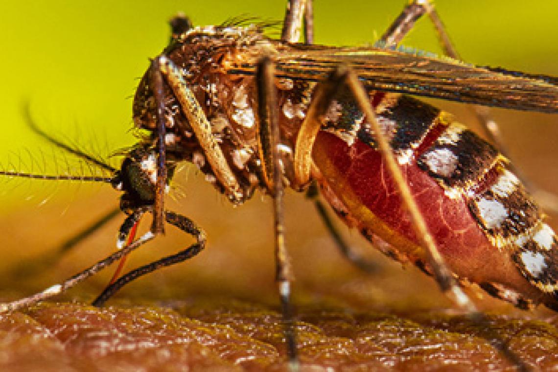 Objetivo Dengue: detectan presencia del mosquito Aedes Aegypti