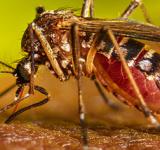 Objetivo Dengue: detectan presencia del mosquito Aedes Aegypti
