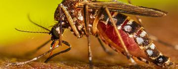 Objetivo Dengue: detectan presencia del mosquito Aedes Aegypti