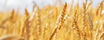 Cae la estimación de la cosecha de trigo por falta de lluvias
