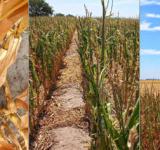 Provincia declaró la emergencia por desastre agropecuario en cuatro departamentos del norte