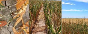 Provincia declaró la emergencia por desastre agropecuario en cuatro departamentos del norte