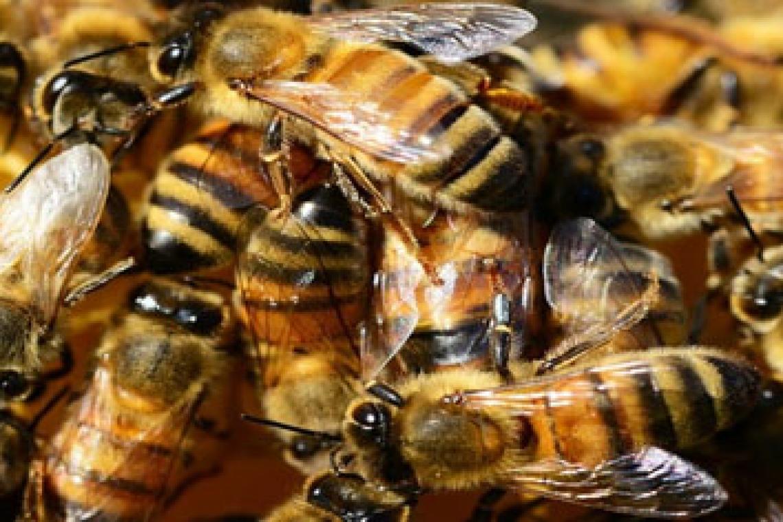 Un hombre murió tras ser picado por 150 abejas