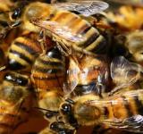 Un hombre murió tras ser picado por 150 abejas