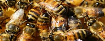 Un hombre murió tras ser picado por 150 abejas