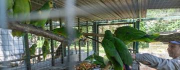 Ambiente: nuevas especies llegaron a Santa Fe para ser reinsertados en sus hábitats