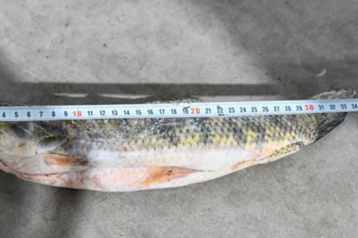 Provincia intensifica los controles y decomisos contra la pesca ilegal