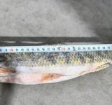Provincia intensifica los controles y decomisos contra la pesca ilegal