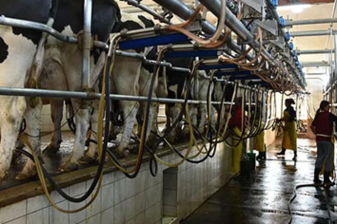 BICE asignó $12.000 millones en créditos en litros de leche a más de 90 productores tamberos