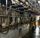 BICE asignó $12.000 millones en créditos en litros de leche a más de 90 productores tamberos