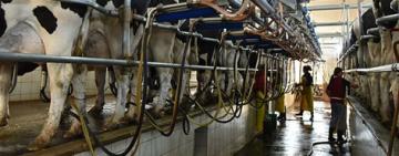 BICE asignó $12.000 millones en créditos en litros de leche a más de 90 productores tamberos