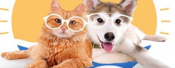 Verano y mascotas: cómo proteger a los animales de los efectos  del calor extremo