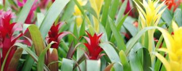 La Escuela de Jardinería ofrece cursos y talleres abiertos para toda la comunidad