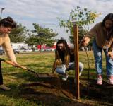 Convocan a voluntarias y voluntarios a una masiva plantación de árboles en el parque Scalabrini Ortiz