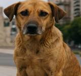 Hoy es el Día del Perro Callejero: una oportunidad para reflexionar y actuar