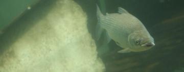 Por qué es importante limitar la exportación de peces del río Paraná