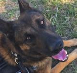 Perros de la PDI se consagraron campeón y subcampeón argentinos 