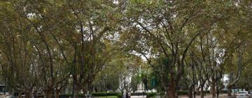 Este domingo se inaugura la renovada plaza 25 de Mayo