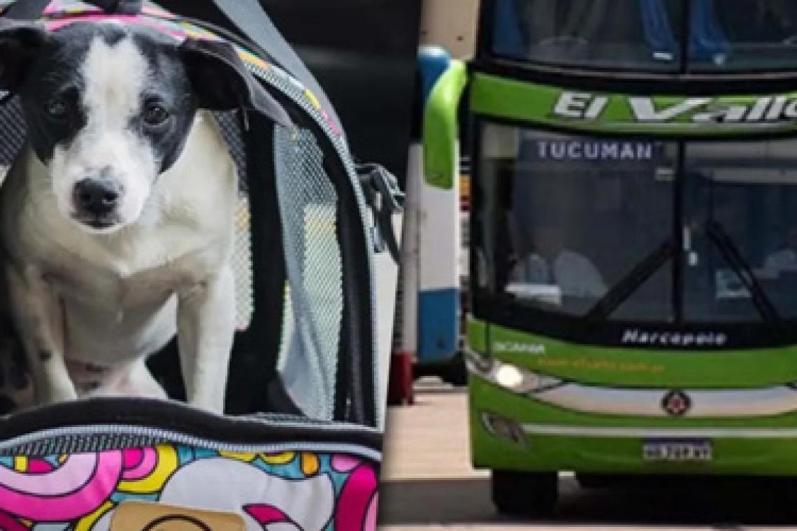 Viajar con mascotas: el Gobierno habilitó su traslado en micros y trenes de larga distancia