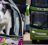 Viajar con mascotas: el Gobierno habilitó su traslado en micros y trenes de larga distancia