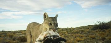 Los pumas empezaron a cazar pingüinos en la Patagonia: una relación nunca antes documentada