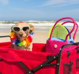 Cómo cuidar a tu mascota si la llevás de vacaciones