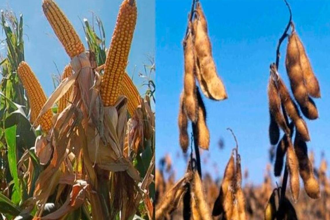 Entre la sequía pampeana y los vaivenes de precios en Chicago, la cosecha argentina siembra dudas