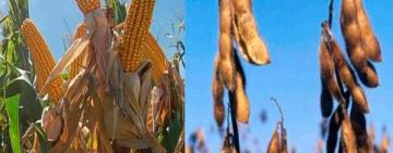 Entre la sequía pampeana y los vaivenes de precios en Chicago, la cosecha argentina siembra dudas