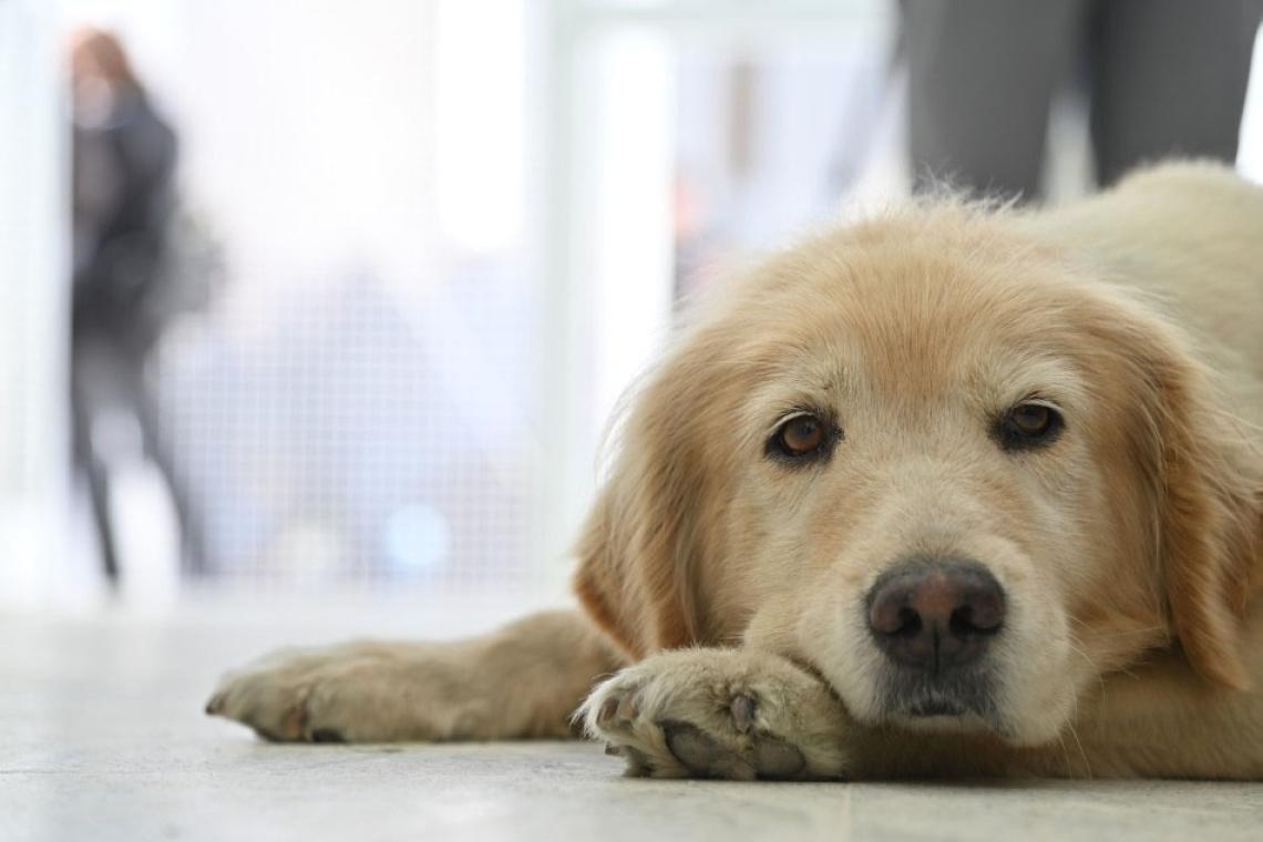 Hospital Animal Rosario: abrió sus puertas tras completar la primera etapa de obras
