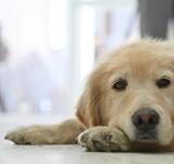 Hospital Animal Rosario: abrió sus puertas tras completar la primera etapa de obras