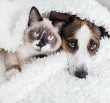 Día del Animal en Argentina: el vínculo que nos cuida tanto como nosotros a ellos